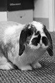 dog the bunny_bw headshot-1-crop-u1619296